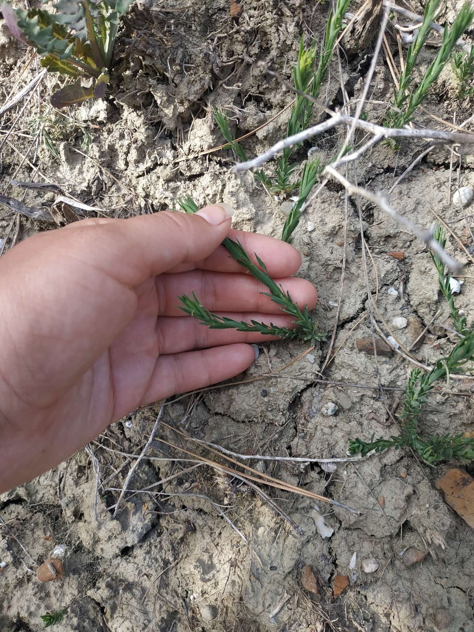 Linum corymbulosum Rchb. resmi