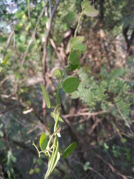 Image of Pentatropis capensis (L. fil.) Bullock