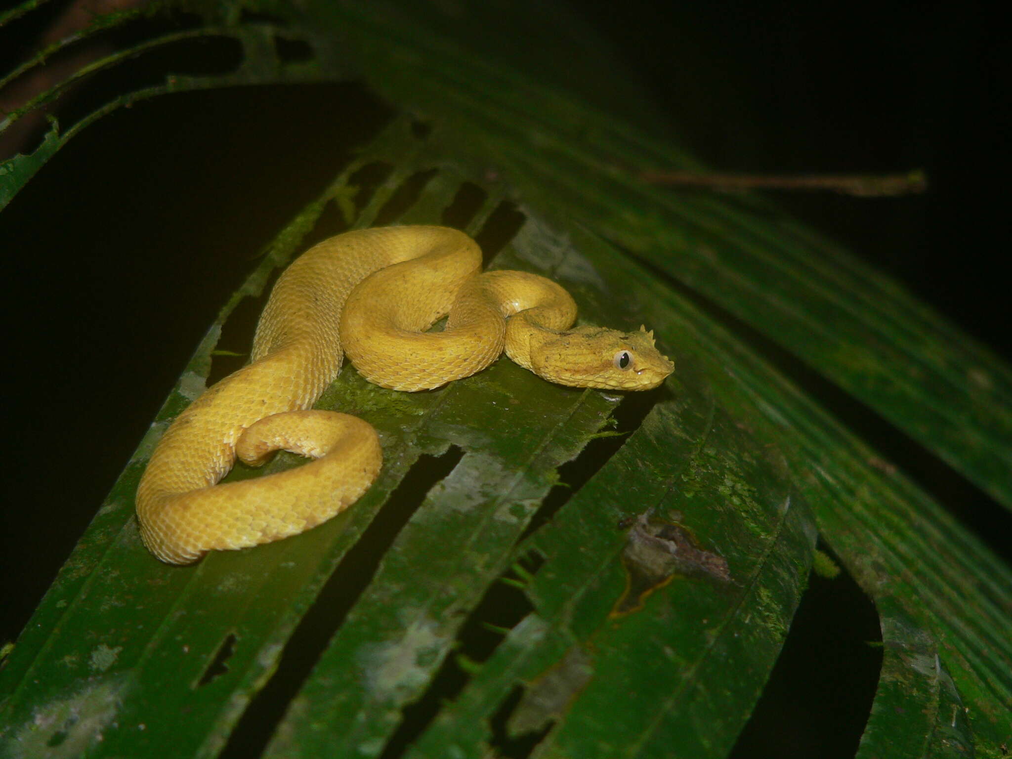 Image of Eyelash Viper