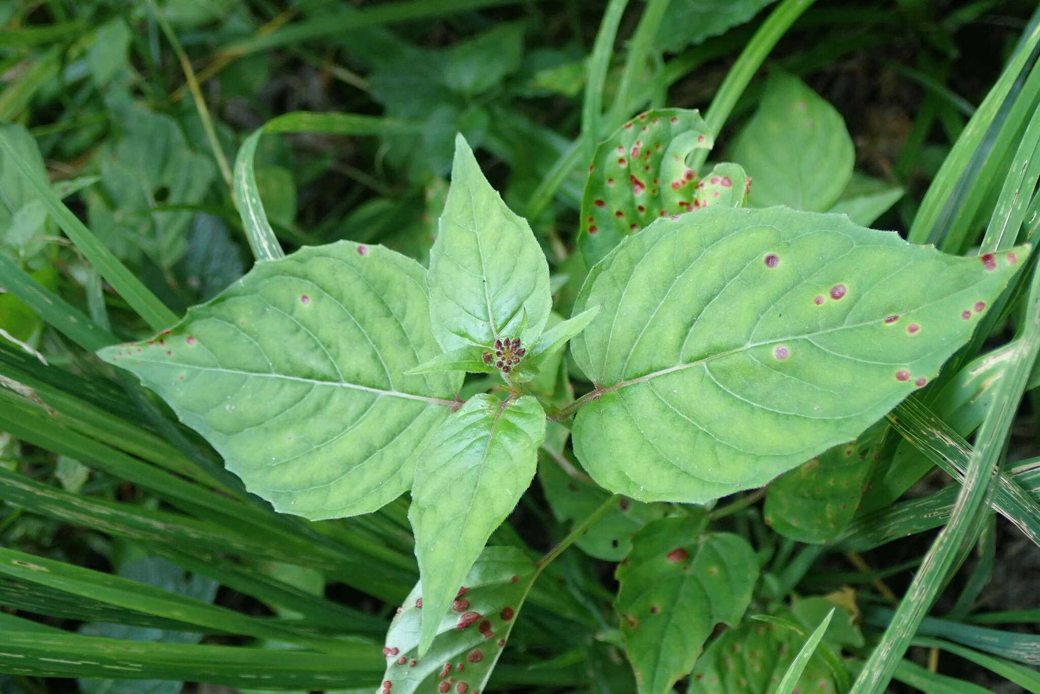 Image of Puccinia circaeae Pers. 1794