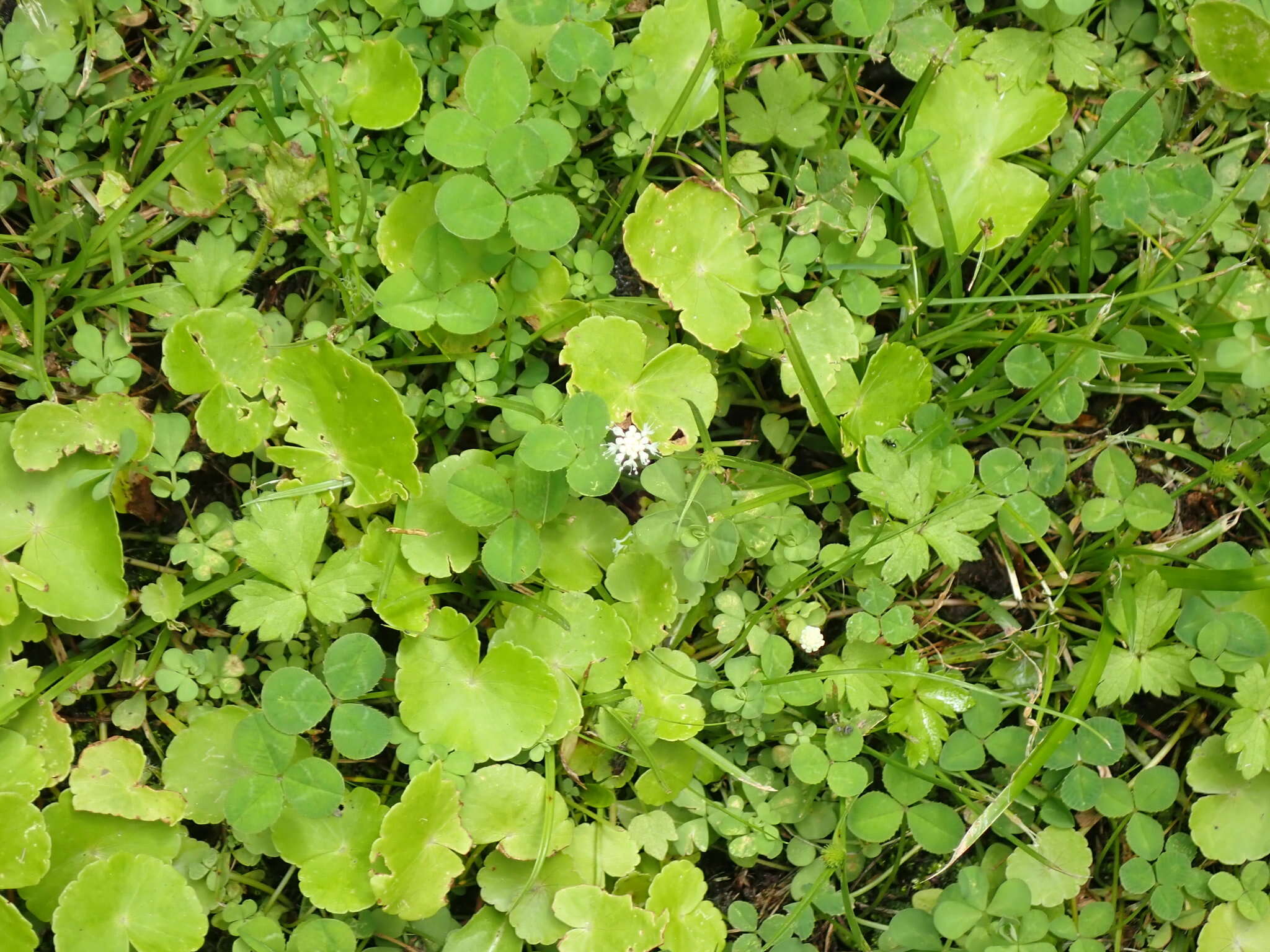 Imagem de Hydrocotyle leucocephala Cham. & Schltdl.