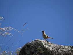 Image of Buff-breasted Earthcreeper