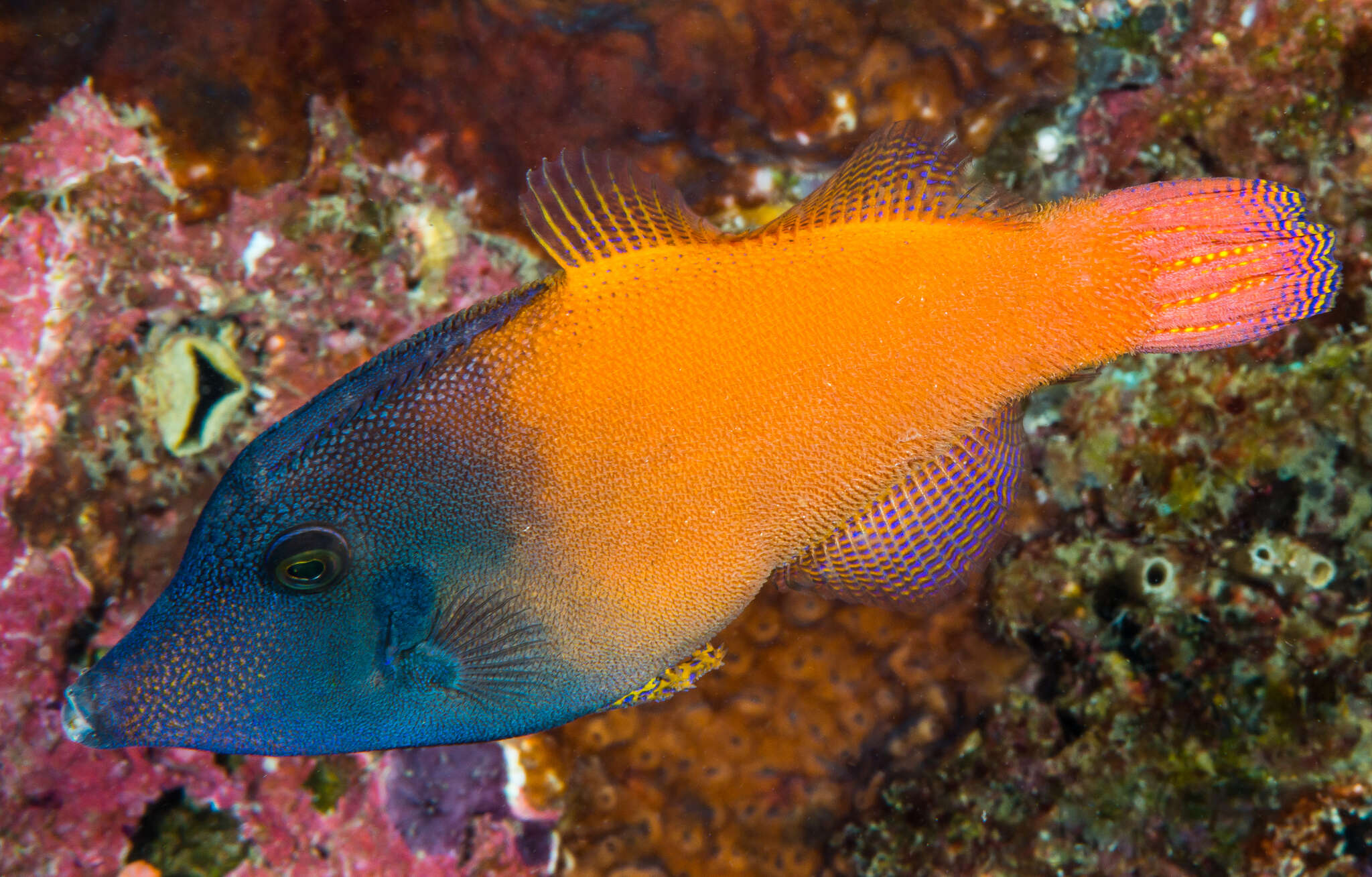 Image of Black-headed Leatherjacket