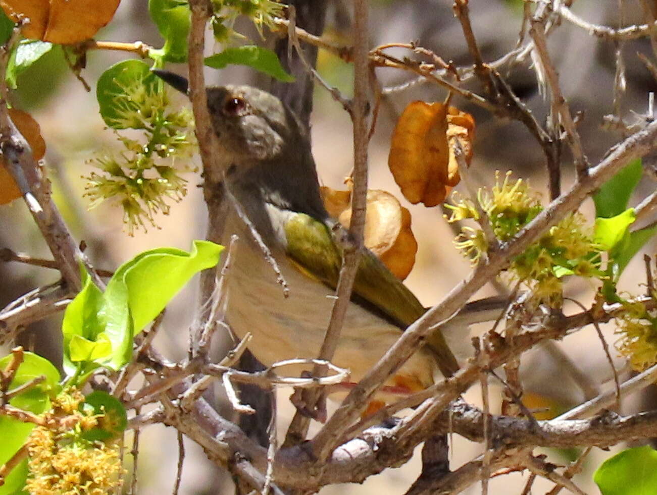 <i>Camaroptera brachyura sharpei</i>的圖片