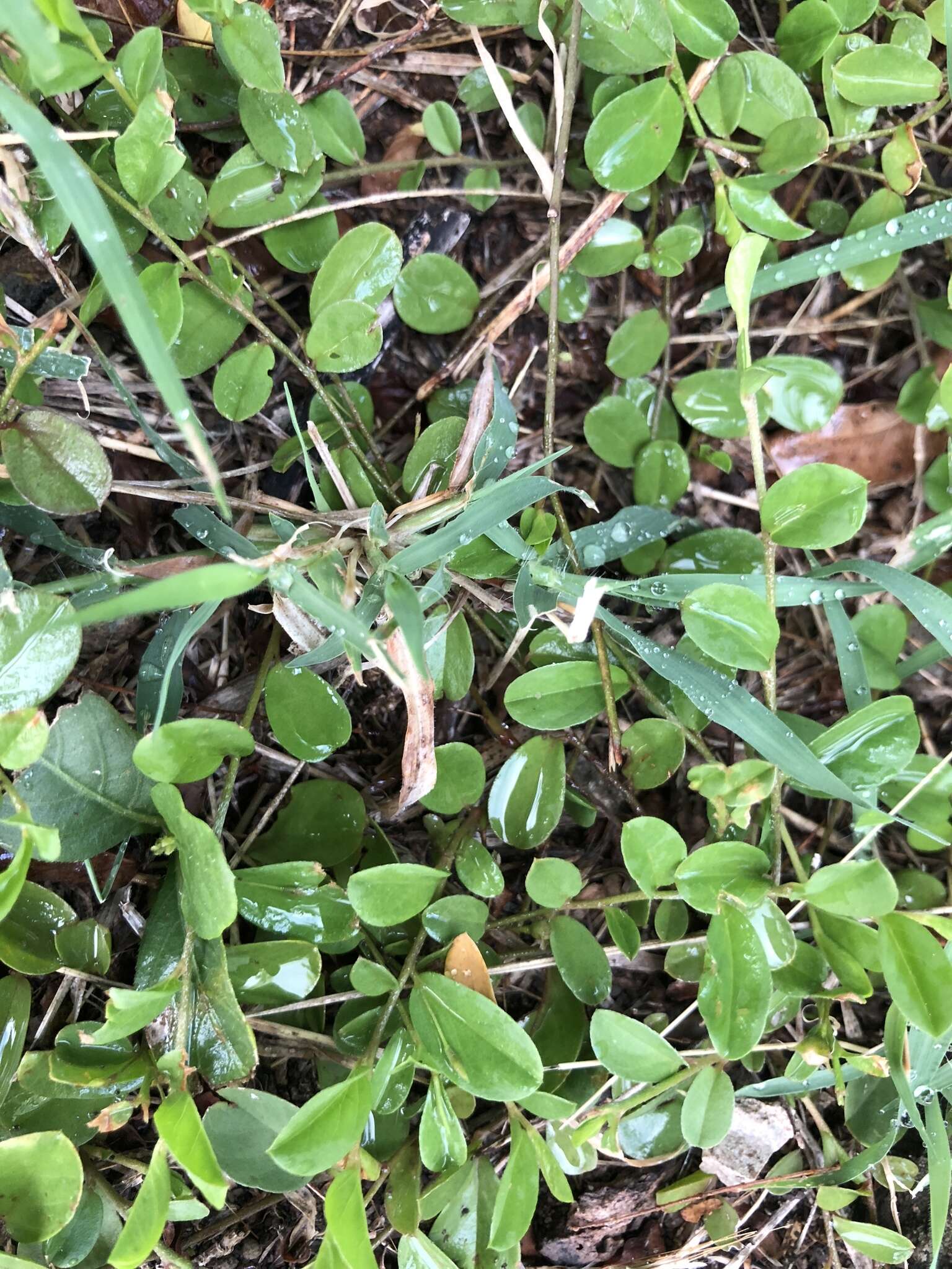 Image of Dwarf Bindweed