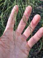 Image of Broom asparagus