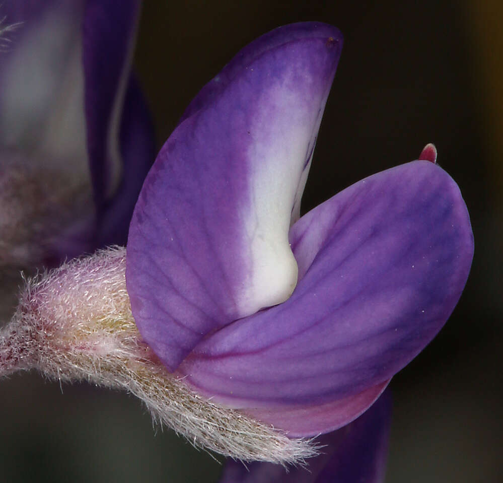 Image of Mono Lake lupine