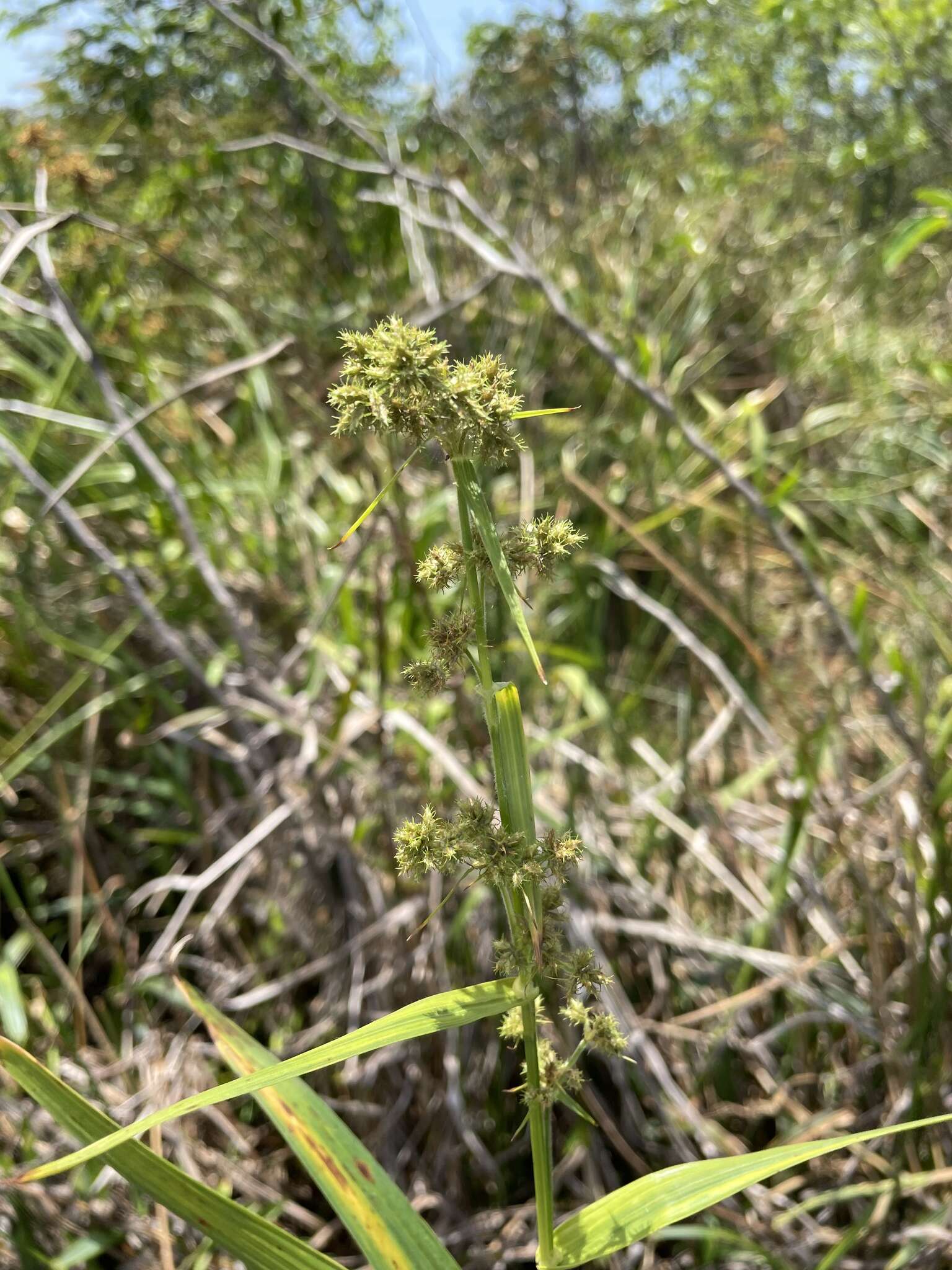 Imagem de Fuirena umbellata Rottb.