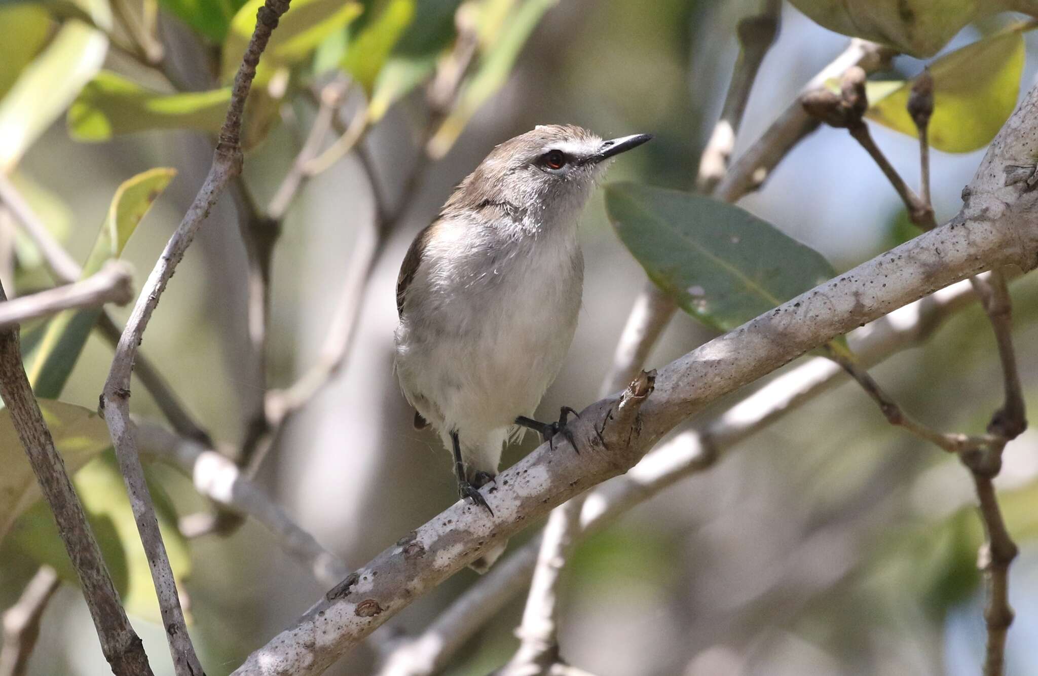 Image of Mangrove Gerygone