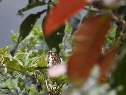 Image of Andean Potoo