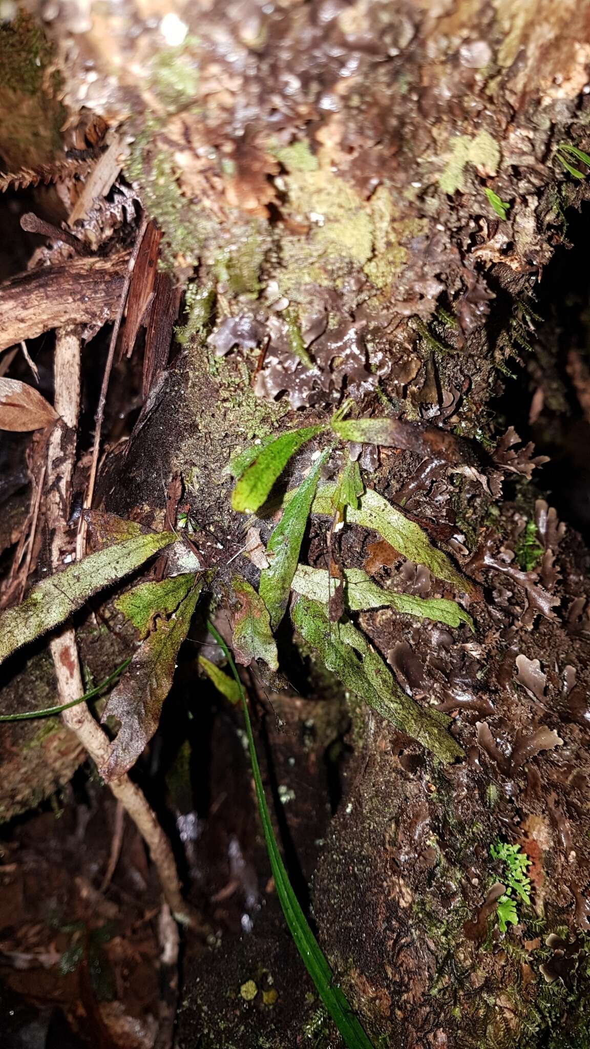 Notogrammitis pseudociliata (Parris) Parris的圖片