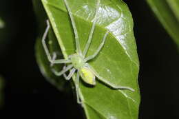 Image of Gnathopalystes taiwanensis Zhu & Tso 2006