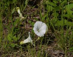 Image of low false bindweed