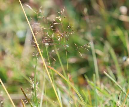 Imagem de Agrostis rupestris All.