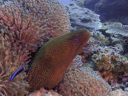 Image of Giant moray