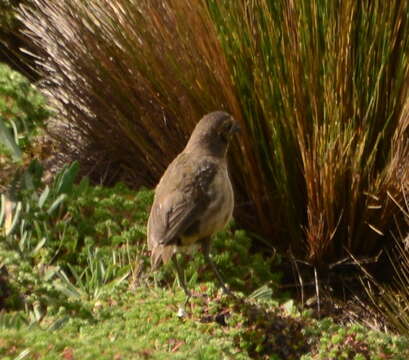 Image of Tawny Antpitta