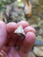 Image of Mottled Treesnail