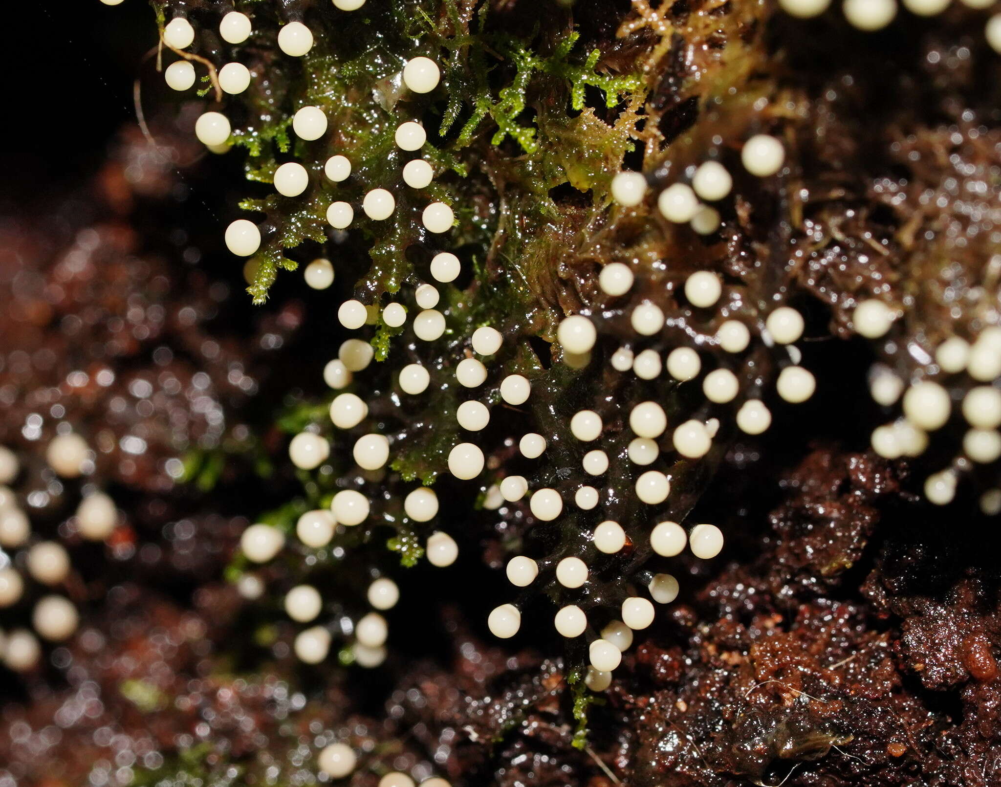 Image of Elaeomyxa cerifera