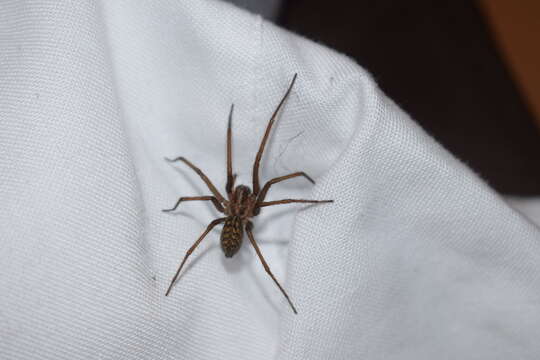 Image of Giant House Spider