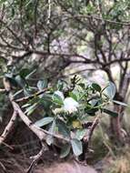 Image of Chamaecytisus prolifer subsp. meridionalis Acebes