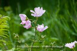 Image of Malva tournefortiana L.