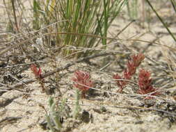 Image de Sedum aetnense Tineo