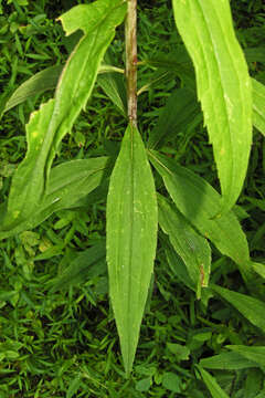 Image of giant goldenrod