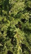 Image of Juniperus phoenicea subsp. turbinata (Guss.) Nyman