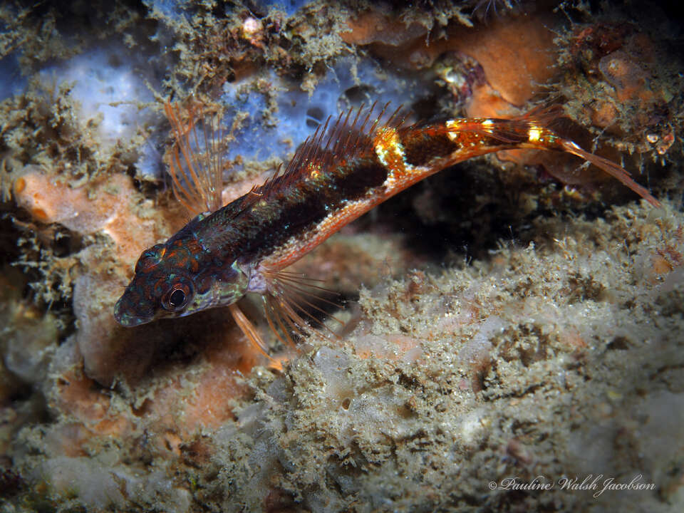 Image of Saddled Blenny