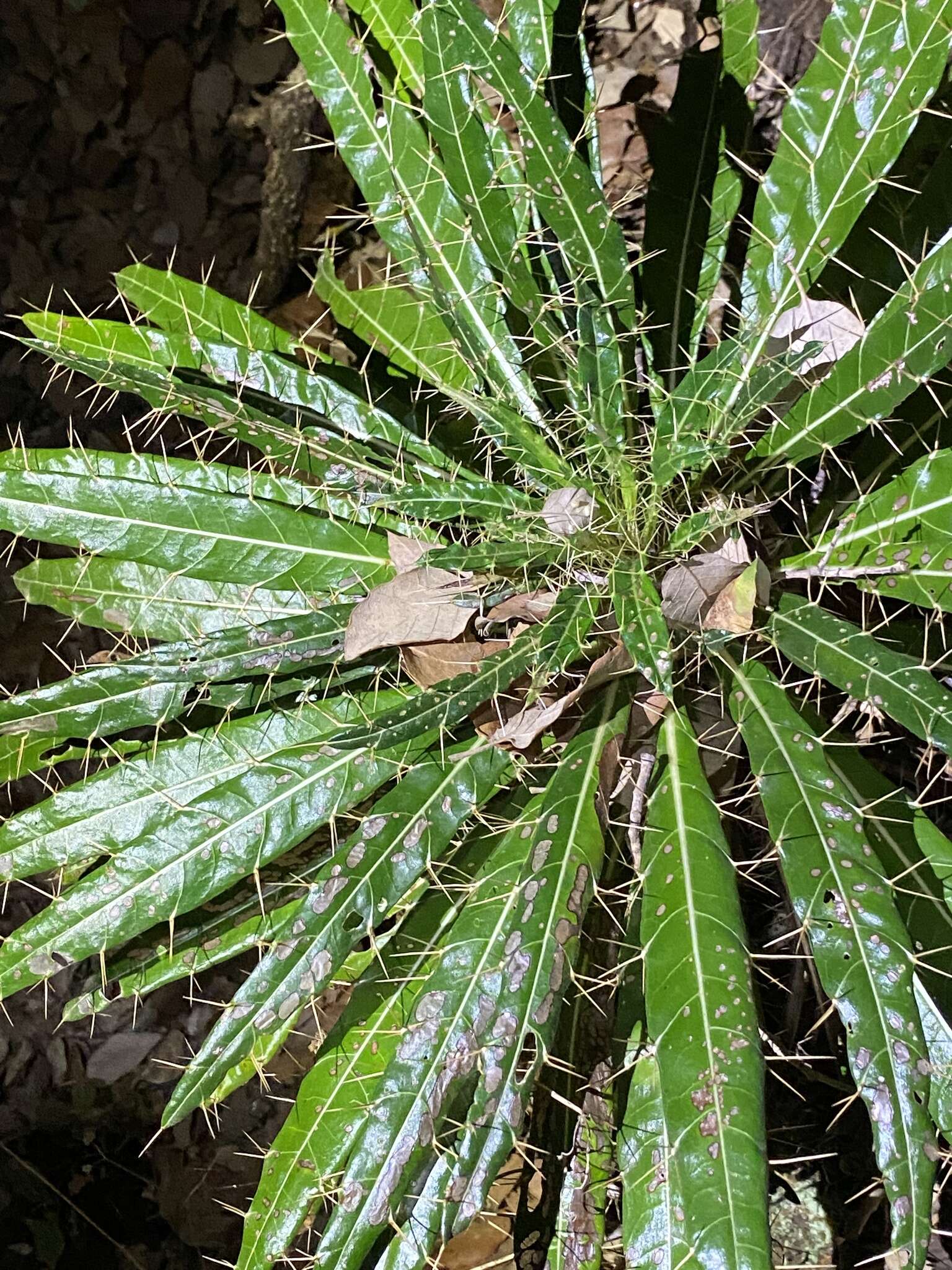 Image de Ptilostemon casabonae (L.) Greuter