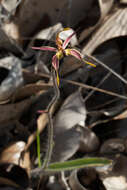 Caladenia plicata Fitzg.的圖片