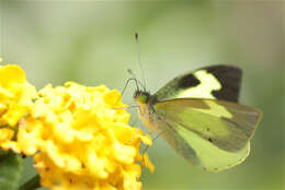 Image of Leptophobia eleone (Doubleday 1847)