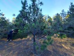 Image of coastal dwarf mistletoe