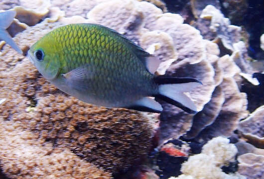 Image of Philipppines chromis