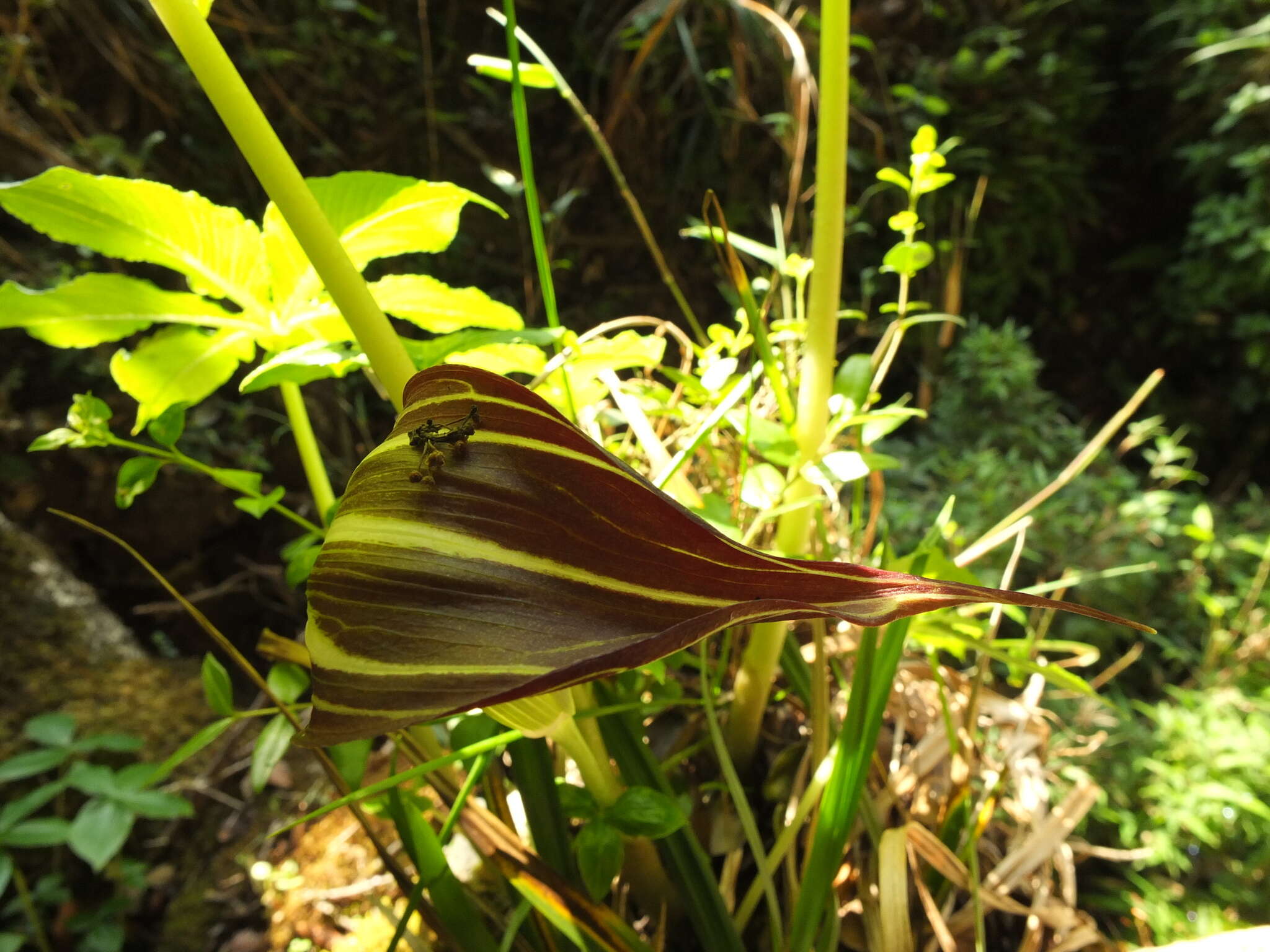 Image of Arisaema leschenaultii Blume