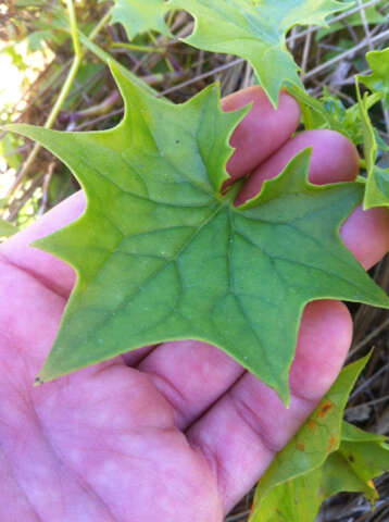 Image of Cape-ivy