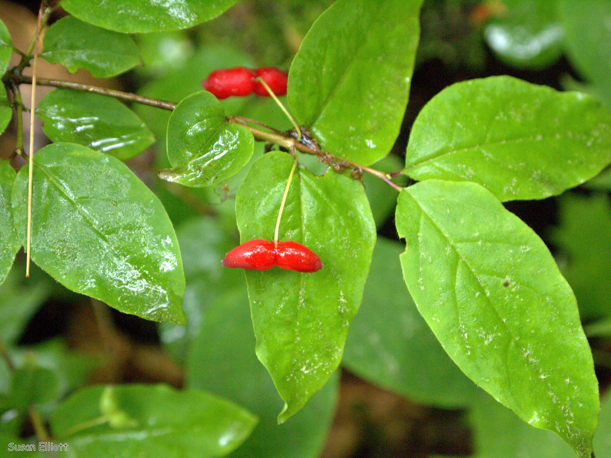 Image de Lonicera canadensis Bartr. ex Marsh.