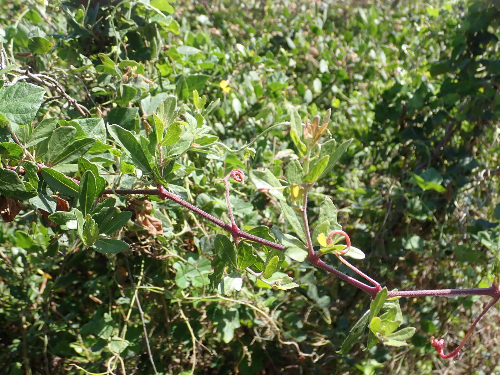 Image of Rhoicissus tridentata subsp. tridentata