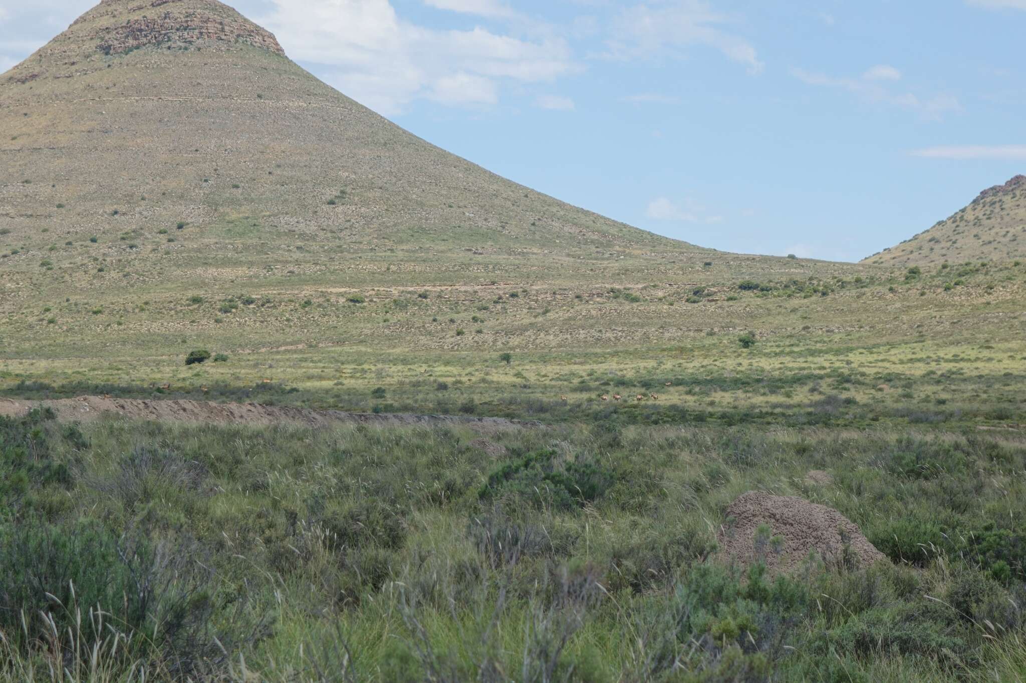 Image of Hartebeest