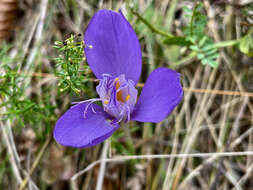 Image of Crocus banaticus J. Gay