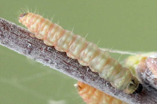 Imagem de Argyresthia goedartella Linnaeus 1758