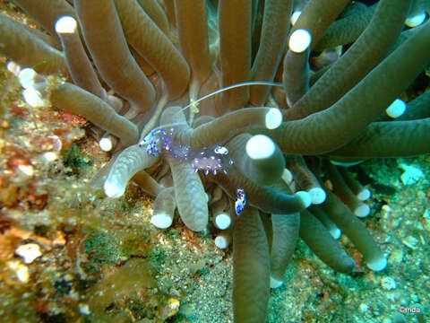 Image of Mushroom coral