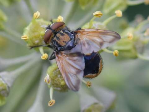 Image of Phasia aurigera (Egger 1860)