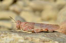 Imagem de Sphingonotus (Sphingonotus) caerulans (Linnaeus 1767)