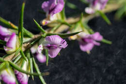 Image of Muraltia ononidifolia Eckl. & Zeyh.