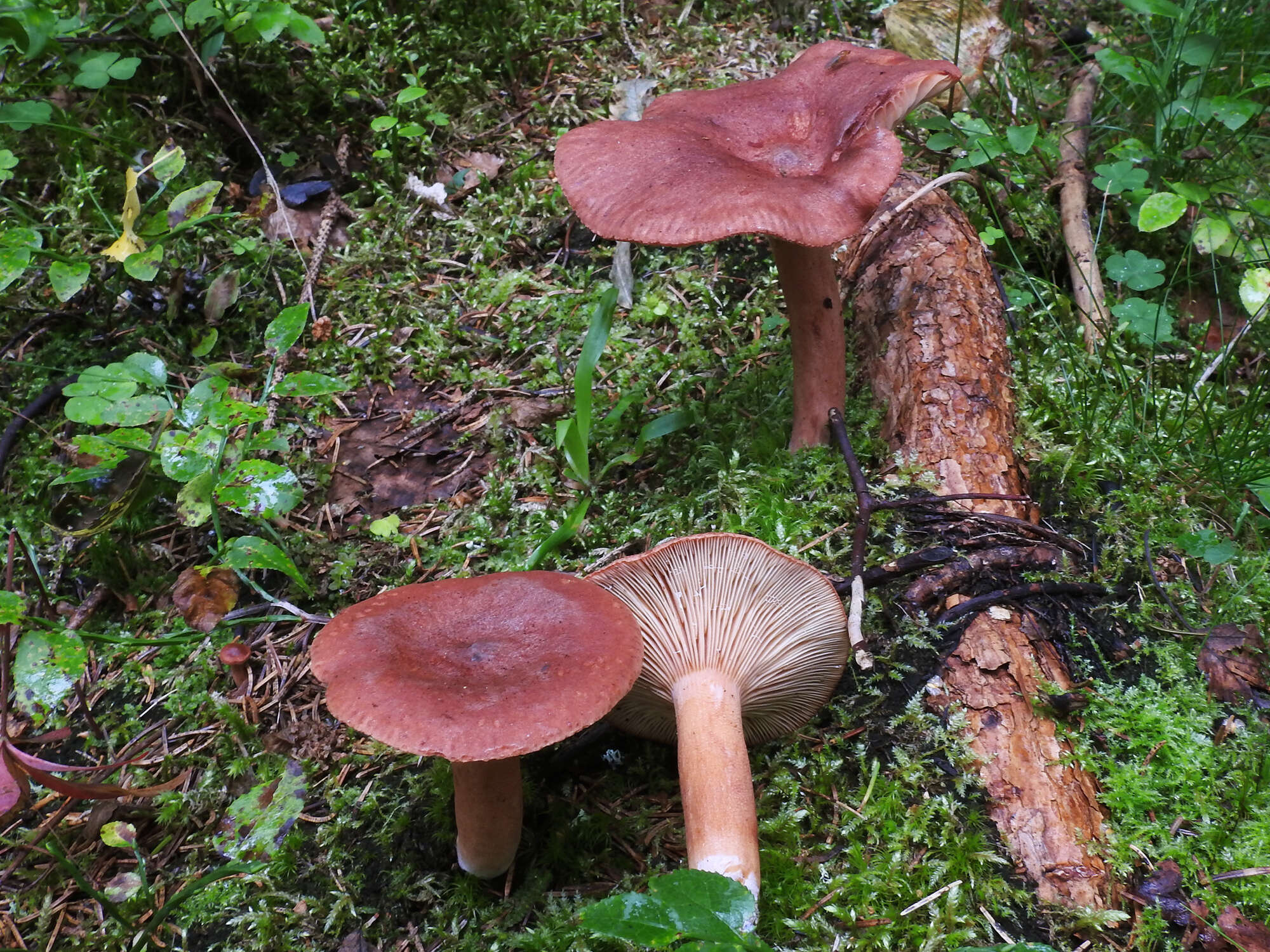 Image of Rufous Milkcap