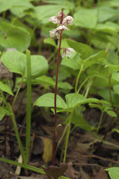 Imagem de Pyrola japonica Klenze ex Alef.