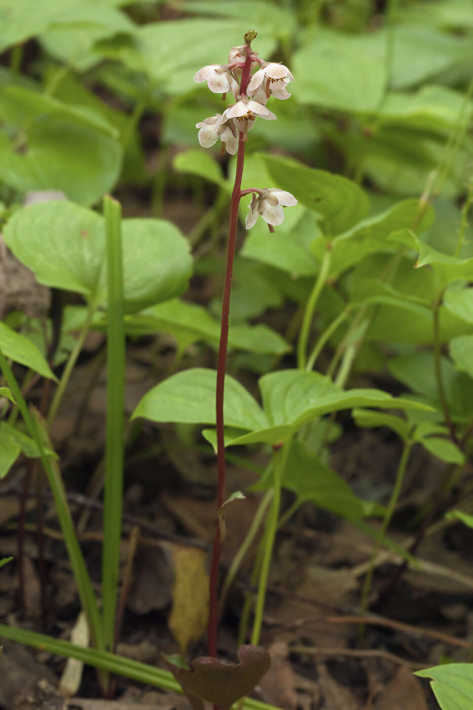 Image of Pyrola japonica Klenze ex Alef.