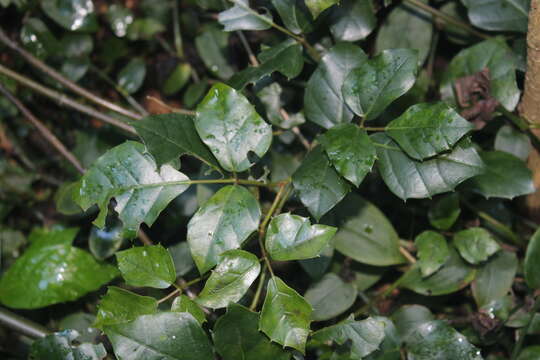 Plancia ëd Rhoicissus rhomboidea (E. Mey. ex Harv.) Planch.