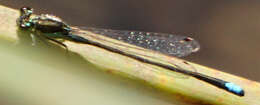 Image of Black-fronted Forktail